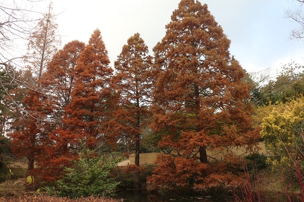 천리포수목원의 겨울나무