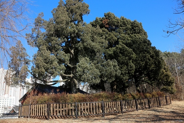 송산사지 앞마당에 서 있는 향나무 3그루. 보호수로 지정돼 있다.