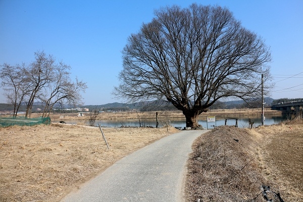 우만리 나루터 앞의 느티나무.보호수로 지정돼 있다
