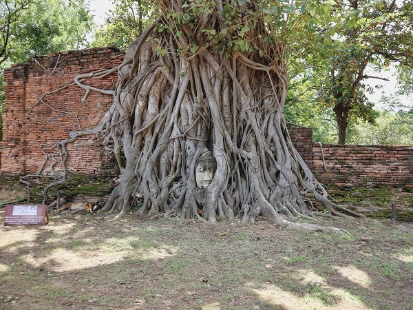 아유타야 보리수나무 속 불상. 미얀마의 침략을 받았을 당시 잘린 불상의 머리에 오랜 시간에 걸쳐 나무가 자라면서 만들어진 형태라고 한다.