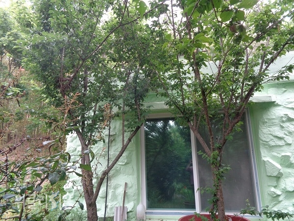 창 앞의 매화나무