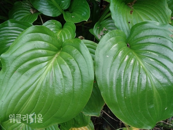 옥잠화 잎
