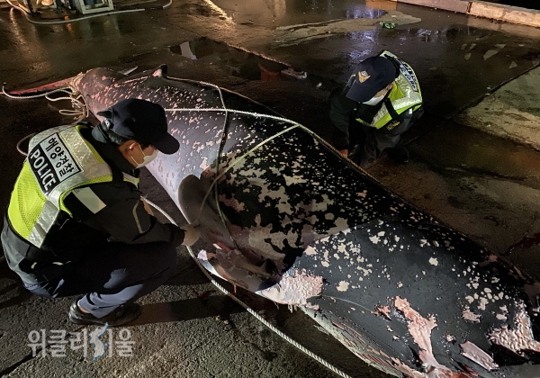 영덕군 축산 앞바다에서 밍크고래 1마리가 그물에 걸려 죽은 채 발견 (사진=울진해경 제공)
