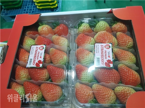 딸기 신품종 ‘알타킹’ ⓒ위클리서울/경북도