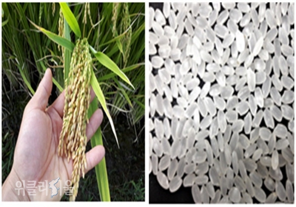 ‘다솜쌀’ 우량종자 2.7톤 3월 16일 ~ 17일, 양일간 경북도내 10개 시군농업기술센터로 공급한다 ⓒ위클리서울/경북도
