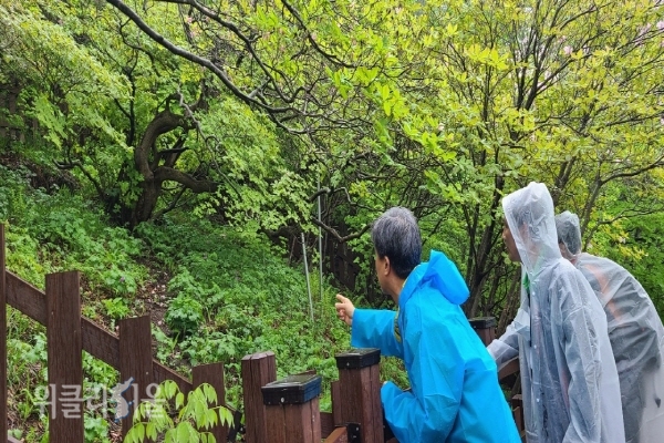 봉화군 우구치에 위치한 국가산림문화자산 및 보호수로 지정된 550년 철쭉에 대하여 생육환경 및 관리실태 점검 ⓒ위클리서울/남부청