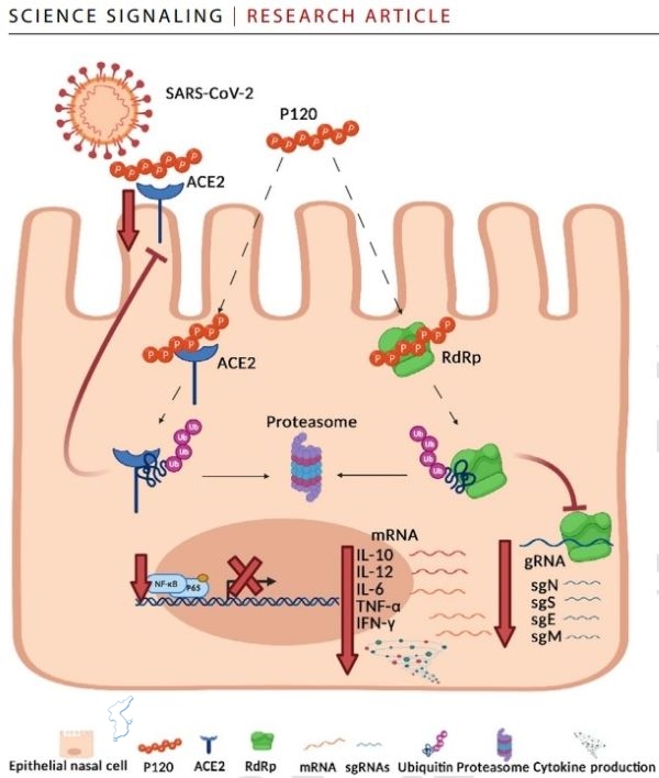 폴리피(Polyp)의 예방과 바이러스 복제 억제 기능은 ACE2와 RdRp 억제를 통해 이뤄진다. 해당 도표는 사이토카인 스톰을 막아 바이러스 감염 여파로 이뤄진 면역 이상에 따른 부수적 질환을 막아주는 기능을 도식화한 것.ⓒ위클리서울/ 하임바이오