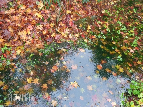 연못에 떨어져서 익어가는 단풍잎