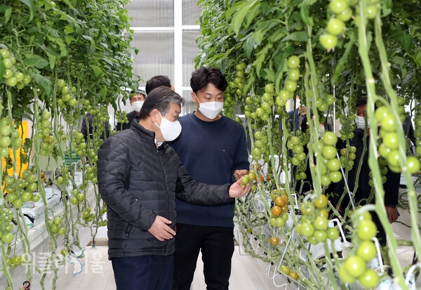 박일호 밀양시장이 밀양 스마트팜혁신밸리 토마토 재배현장을 둘러보고 있다. ⓒ위클리서울/밀양시