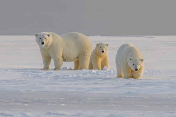 북극곰 ⓒ위클리서울/언스플래쉬