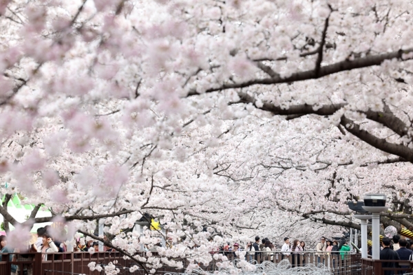 진해 벚꽃. ©위클리서울/ (사진=연합뉴스)