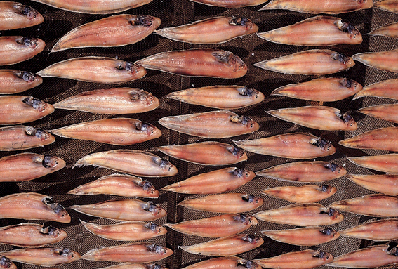 '서대' 일까요, '박대' 일까요?